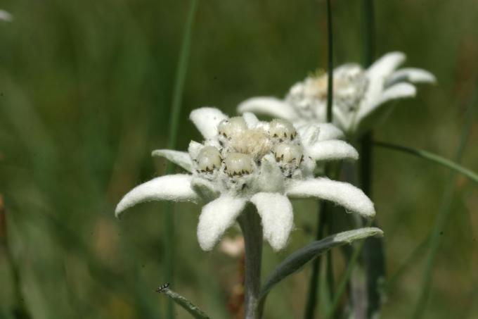 image Edelweiss o Flor de nieve - Flor (Leontopodium alpinum)