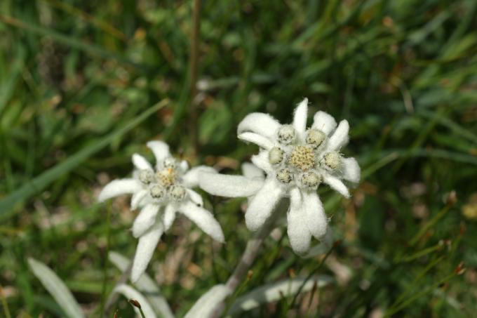 image Edelweiss o Flor de nieve (Leontopodium alpinum)