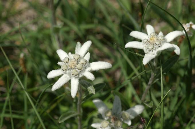 image Edelweiss o Flor de nieve (Leontopodium alpinum)