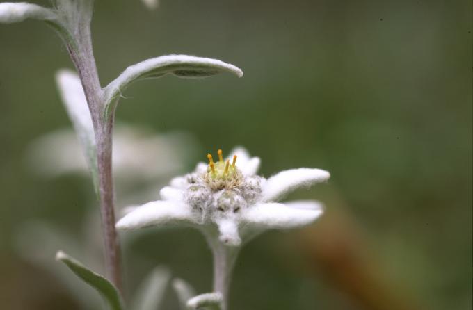 image Edelweiss o Flor de nieve (Leontopodium alpinum)