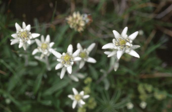 image Edelweiss o Flor de nieve (Leontopodium alpinum)