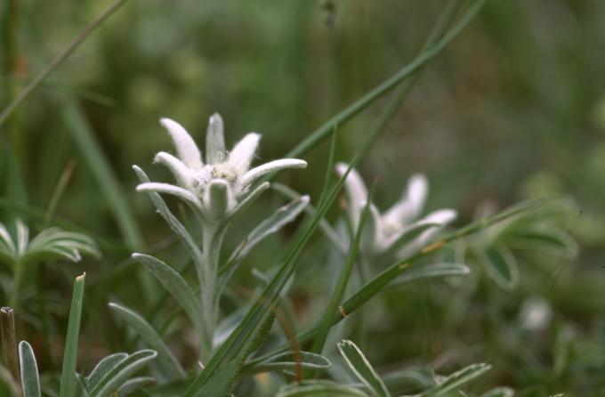 image Edelweiss o Flor de nieve (Leontopodium alpinum)