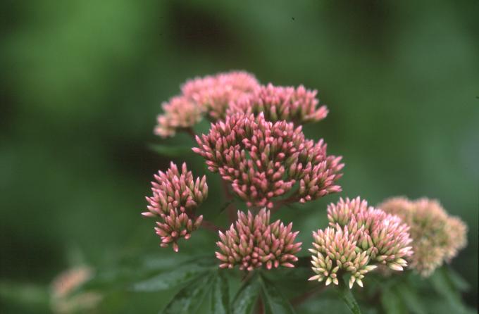 image Eupatorio o Canabina (Eupatorium cannabinum)