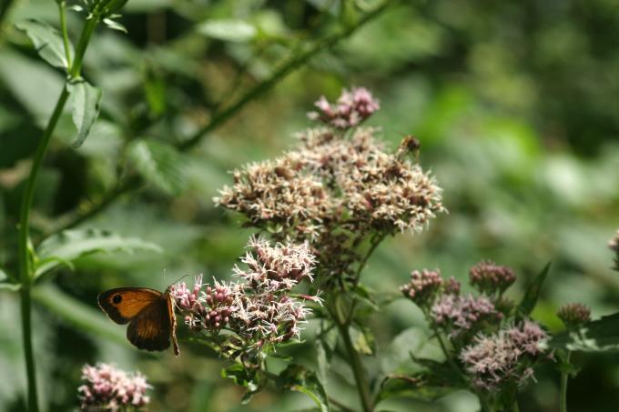 image Eupatorio o Canabina (Eupatorium cannabinum)