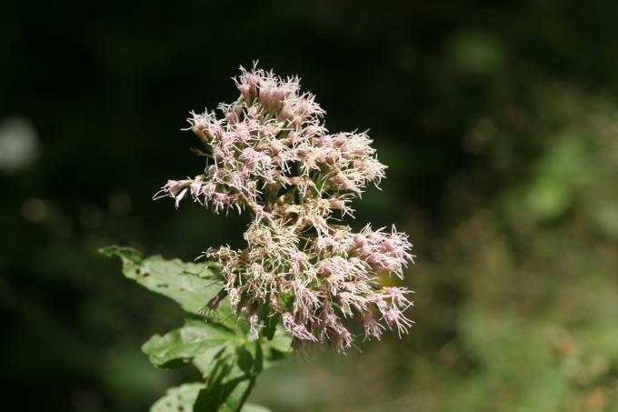 image Eupatorio o Canabina (Eupatorium cannabinum)