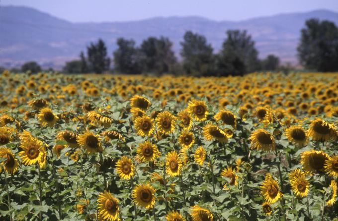 image Girasol (Helianthus annus)