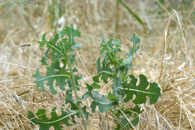 image Lechuguilla (Lactuca serriola)