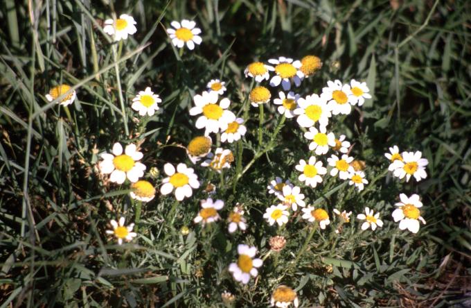 image Manzanilla bastarda o Magarza (Anthemis arvensis)