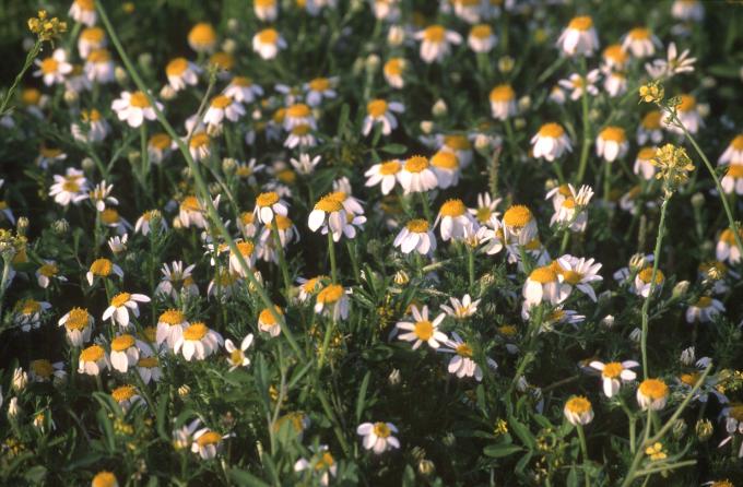 image Manzanilla bastarda o Magarza (Anthemis arvensis)