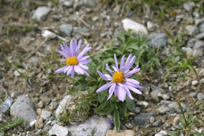 image Manzanilla de pastor (Aster alpinus)