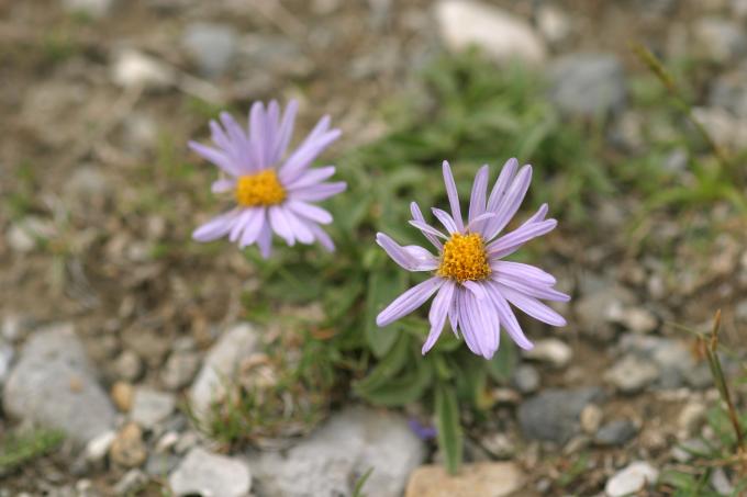 image Manzanilla de pastor (Aster alpinus)