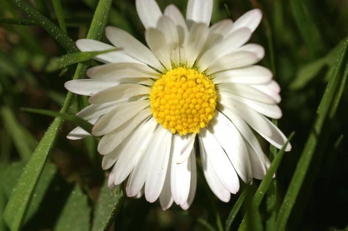 image Margarita (Bellis perennis)