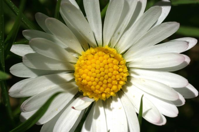 image Margarita (Bellis perennis)