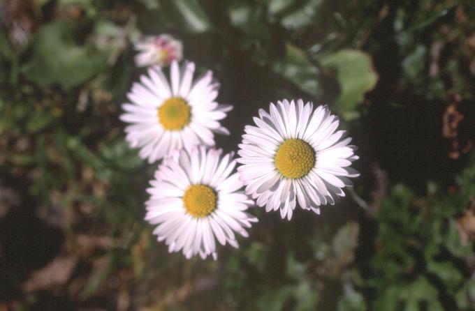 image Margarita (Bellis perennis)
