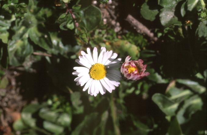 image Margarita (Bellis perennis)