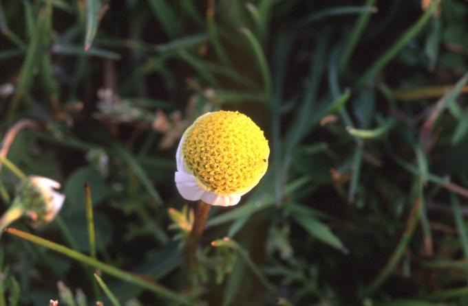 image Margarita (Bellis perennis)