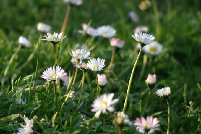 image Margarita (Bellis perennis)