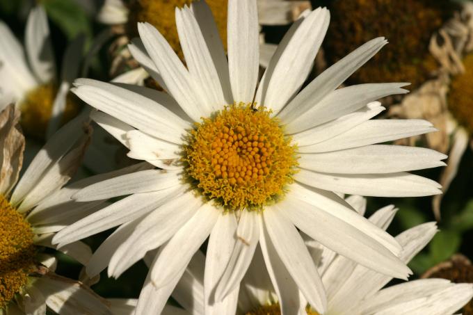 image Margarita mayor (Leucanthemum vulgare)