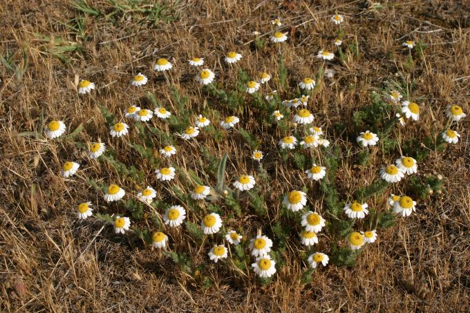 image Manzanilla (Matricaria chamomilla)