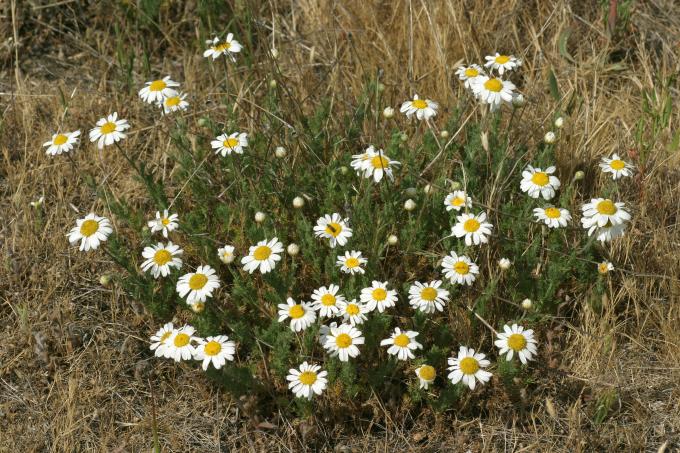 image Manzanilla (Matricaria chamomilla)