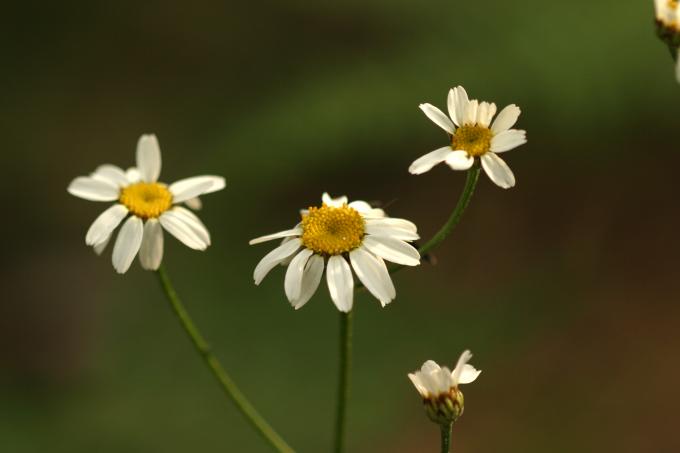 image Margarita de ramas altas (Tanacetum corymbosum)