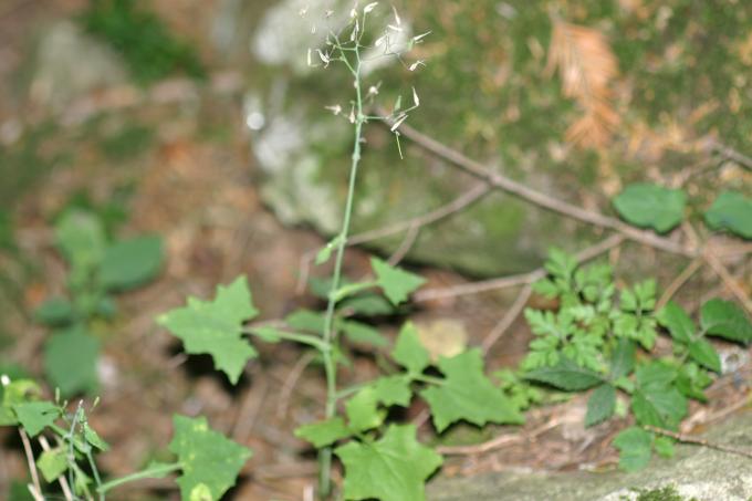 image Lechuga de los muros (Mycelis muralis)
