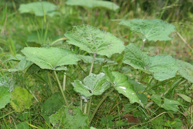 image Petasites (Petasites albus)