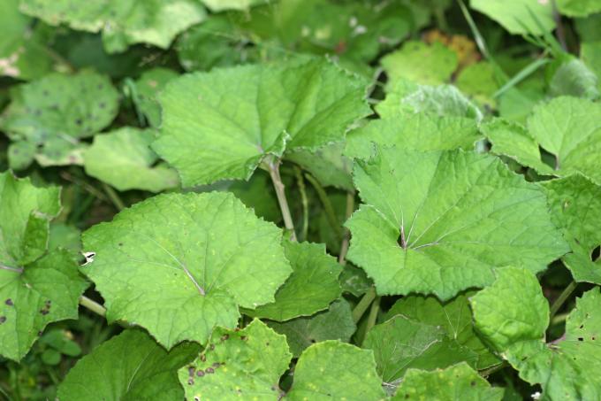 image Petasites (Petasites albus)