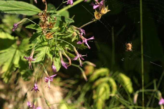 image Prenanthes purpurea
