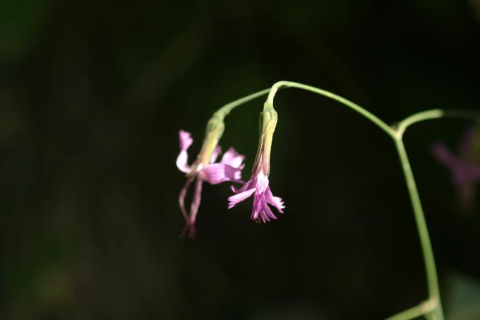 image Prenanthes purpurea