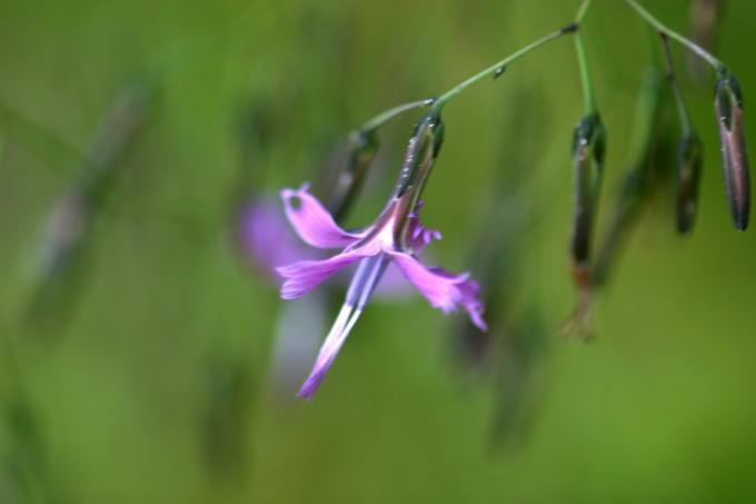 image Prenanthes purpurea