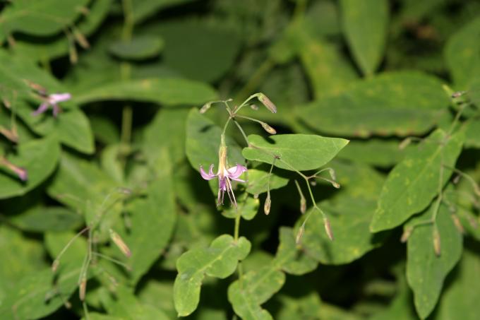 image Prenanthes purpurea