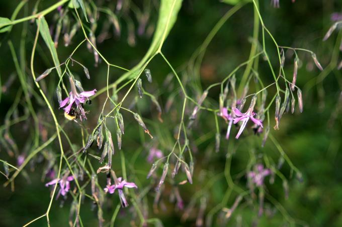 image Prenanthes purpurea