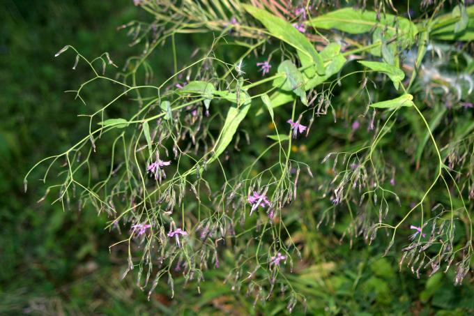 image Prenanthes purpurea