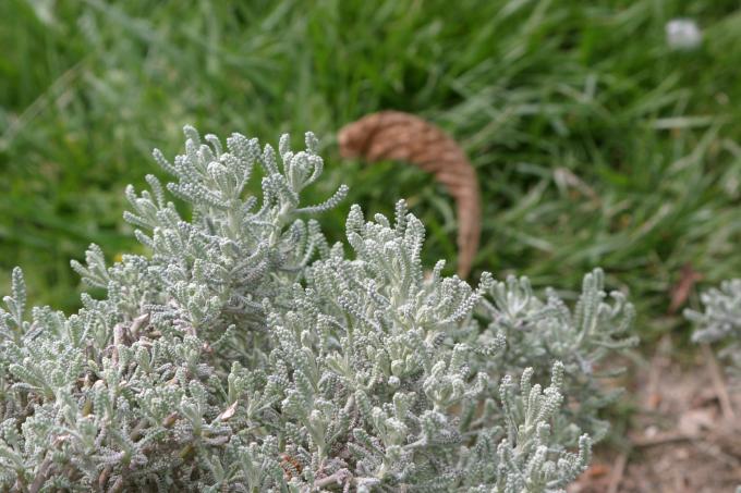 image Abrótano hembra o Santolina (Santolina chamaecyparissus)