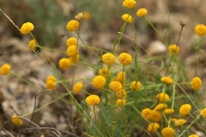 image Botonera o Santolina (Santolina rosmarinifolia)