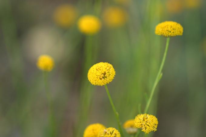 image Botonera o Santolina (Santolina rosmarinifolia)