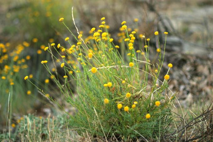 image Botonera o Santolina (Santolina rosmarinifolia)