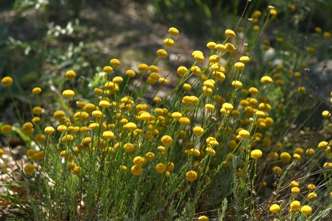 image Botonera o Santolina (Santolina rosmarinifolia)