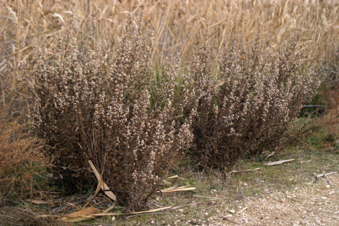 image Olivarda o Hierba pulguera (Dittrichia viscosa)