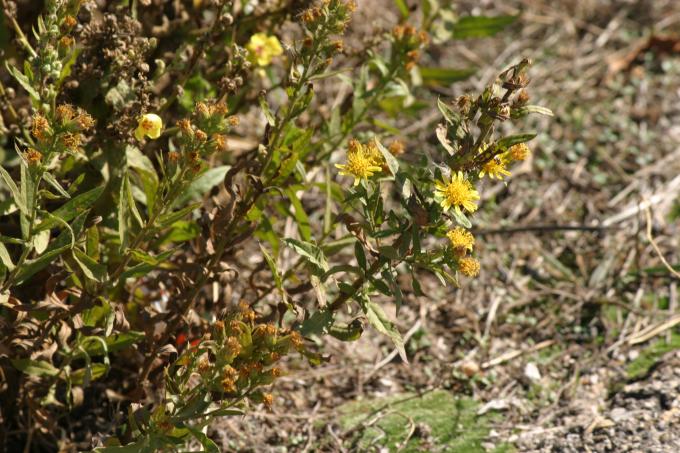 image Olivarda o Hierba pulguera (Dittrichia viscosa)