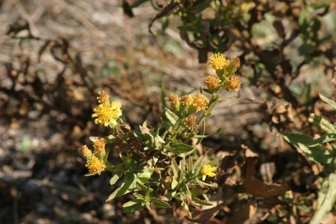 image Olivarda o Hierba pulguera (Dittrichia viscosa)