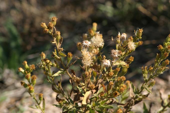 image Olivarda o Hierba pulguera (Dittrichia viscosa)