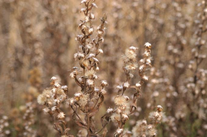 image Olivarda o Hierba pulguera (Dittrichia viscosa)