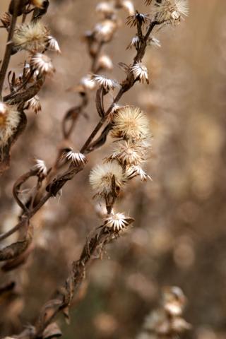 image Olivarda o Hierba pulguera (Dittrichia viscosa)