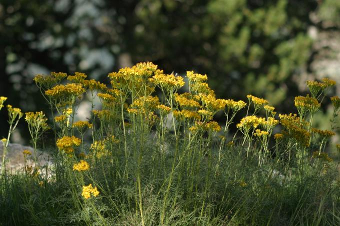 image Senecio adonidifolius