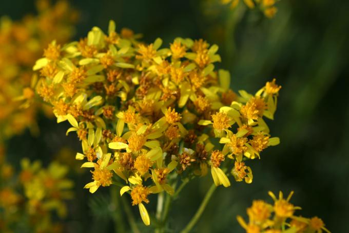 image Senecio adonidifolius