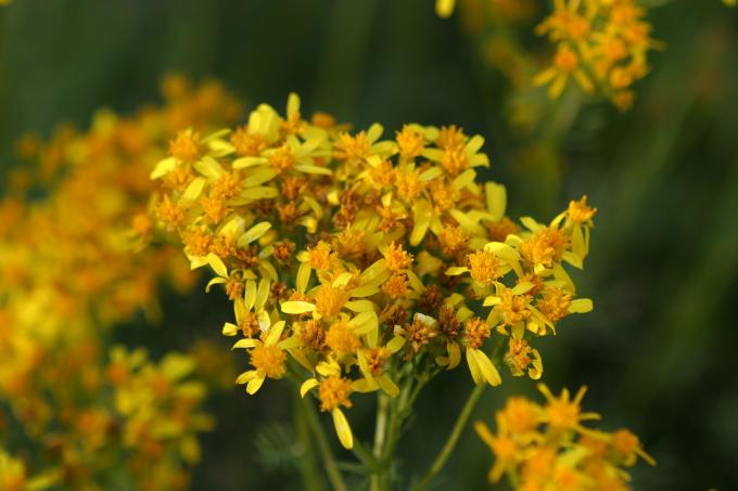 image Senecio adonidifolius