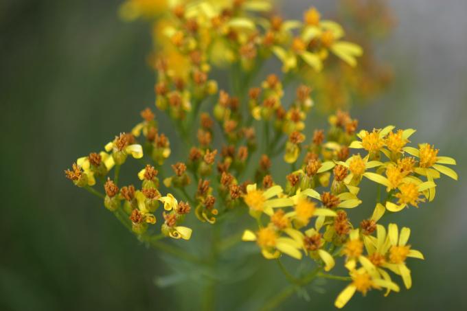 image Senecio adonidifolius