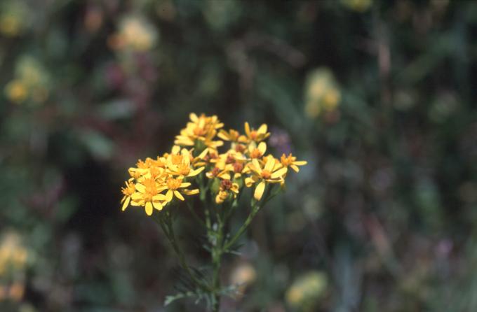 image Senecio adonidifolius